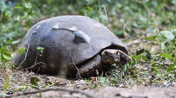 Tortugas yabotí son trasladadas desde Paraguay y liberadas en Argentina - Ciencia - ABC Color