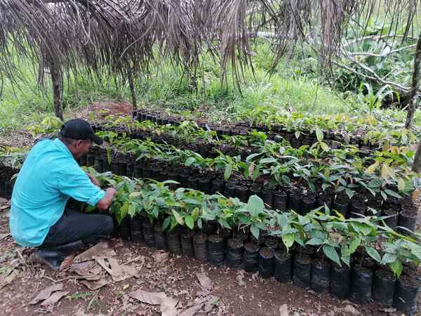 Un campesino nicaragüense elige el cacao frente al ganado y ya ve los resultados - MarketData