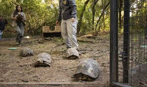 Diario HOY | Trasladan a un grupo de tortugas yabotí desde Paraguay a Argentina