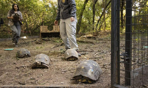 Trasladan a un grupo de tortugas yabotí desde Paraguay a Argentina - OviedoPress
