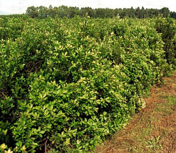 “Hay una venta masiva de yerba argentina de varias marcas”, expresó Nestor Goralewski, miembro del Centro Yerbatero del Paraguay - Ancho Perfil - ABC Color