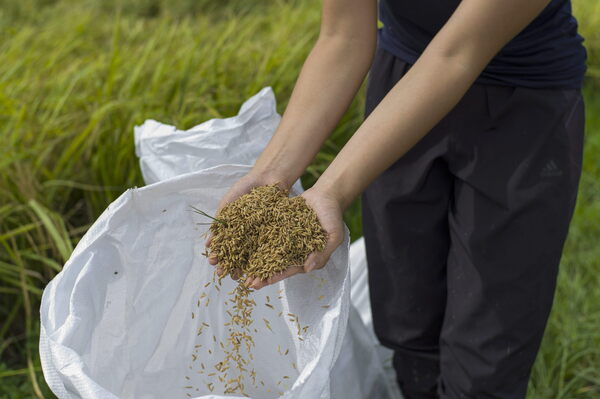 Gremio prevé que la producción de arroz en Venezuela crecerá un 66 % este año - MarketData