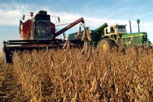 Zafriña de maíz podría recuperar un 40% de las pérdidas de soja, estima UGP