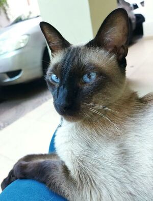 Un gato con ojos azules - Mascotas - ABC Color