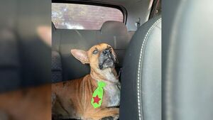 Bañaron y desparasitaron al perrito que cuida de abuelo