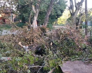 Técnicos de ANDE cortan árboles y abandonan basura en propiedad privada de Itacurubí de la Cordillera