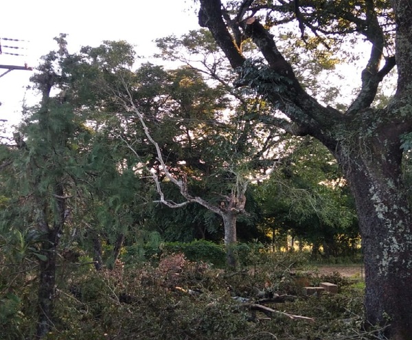 ANDE suspende a empresa que cortó árboles en propiedad privada de Itacurubí de la Cordillera