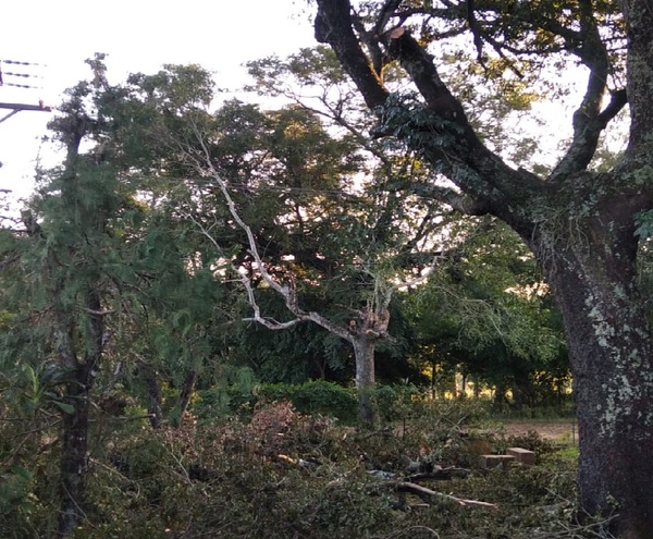 ANDE suspende a empresa contratista que cortó árboles en propiedad privada de Itacurubí de la Cordillera