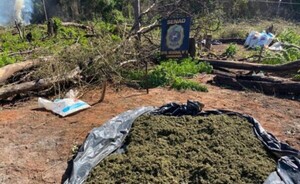 Anulan más de 10 toneladas de marihuana en Caaguazú