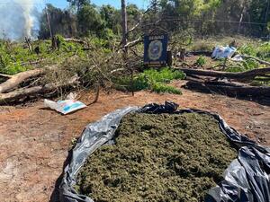 Diario HOY | Anulan más de 10 toneladas de marihuana en Caaguazú