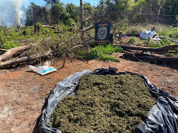 Diario HOY | Anulan más de 10 toneladas de marihuana en Caaguazú