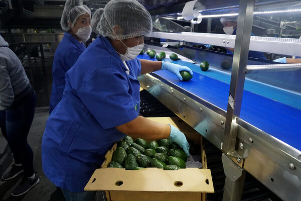 México vuelve a comerciar aguacate a Costa Rica tras una pausa de siete años - MarketData