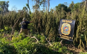 SENAD anuló más de 10 toneladas de marihuana en Caaguazú - Megacadena — Últimas Noticias de Paraguay