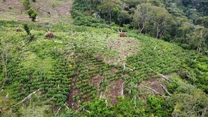 Diario HOY | Operación entre Paraguay y Brasil logra erradicar 183 hectáreas de marihuana