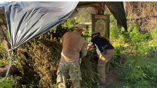 SENAD anula más de 10 toneladas de marihuana en Caaguazú