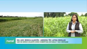 Uso de sorgo gigante como cobertura de suelo y sus ventajas - ABC Rural - ABC Color