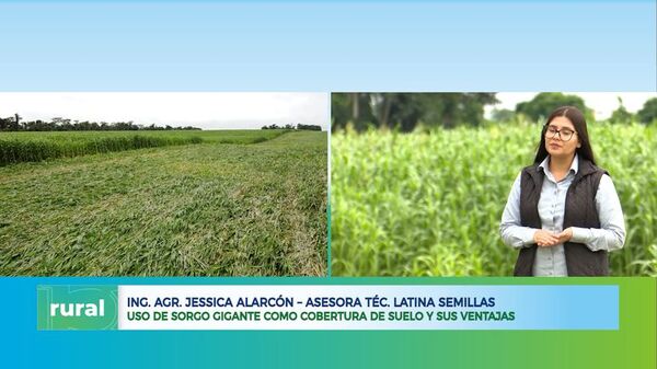 Uso de sorgo gigante como cobertura de suelo y sus ventajas - ABC Rural - ABC Color