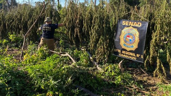 Senad anula más de 10 toneladas de marihuana en Caaguazú