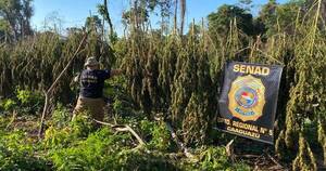 La Nación / Anulan más de 10 toneladas de marihuana en Caaguazú