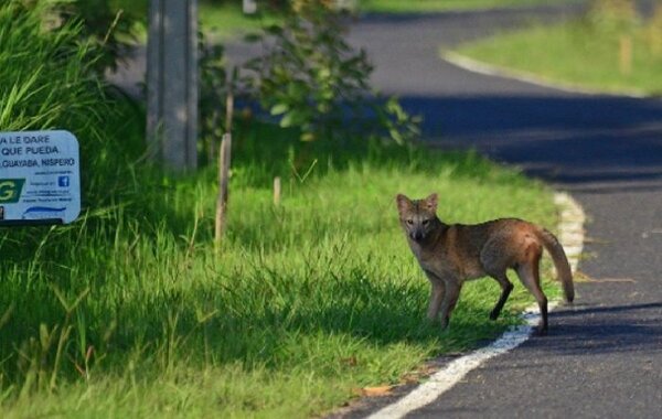 Declaran Parque Guasu como reserva ecológica - PARAGUAYPE.COM