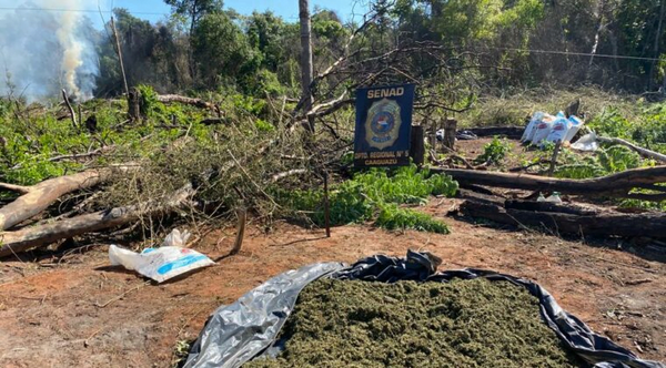 Destruyen más de 10 toneladas de marihuana en Caaguazú - Noticiero Paraguay