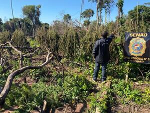 Anulan más de 10 toneladas de marihuana en Caaguazú | 1000 Noticias