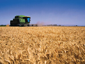 Esperan que producción de trigo llegue al millón de toneladas | 1000 Noticias