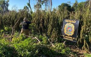 Anulan más de 10 toneladas de marihuana en Caaguazú – Prensa 5