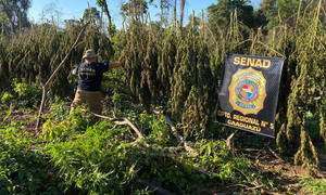 Caaguazú: Anulan más de 10 toneladas de marihuana - OviedoPress