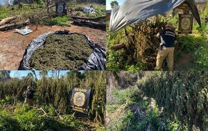 Anulan más de 10 toneladas de marihuana en Caaguazú – Prensa 5