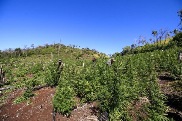 Diario HOY | Anulan más de 600 toneladas de marihuana durante operativo en Amambay