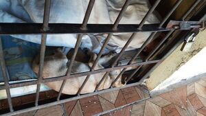Firuláis hizo compañía a delincuente en su celda