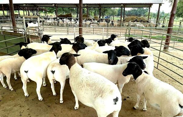 Sector ovino con miras a la exportación