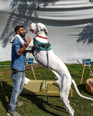 El gran danés, un gigante bonachón - Mascotas - ABC Color