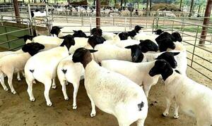 Apuntan a seguir desarrollando el sector ovino con miras a la exportación