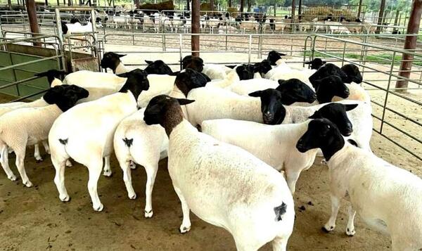 Apuntan a seguir desarrollando el sector ovino con miras a la exportación