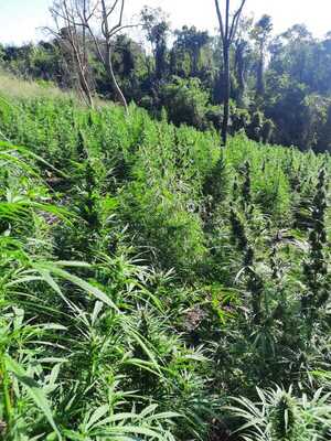Destruyen cultivos de marihuana en San Rafael del Paraná