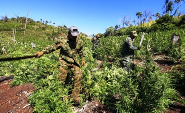 Eliminan 672 toneladas de marihuana tras ocho días de operaciones