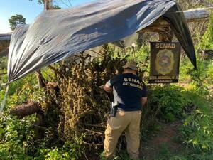 Destruyen más de 4 mil kilos de marihuana en Caaguazú - Noticiero Paraguay