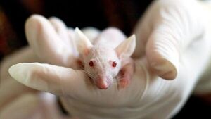 Prueban en ratones que un fármaco del VIH podría atacar la pérdida de memoria