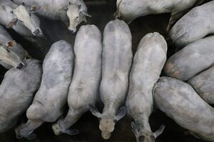 Mercado regional del gordo está en baja, pero tipo de cambio mantiene el precio en dólares