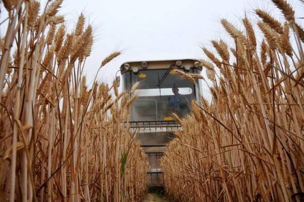 Preocupa al PNUD la falta de alimentos y alza de precios