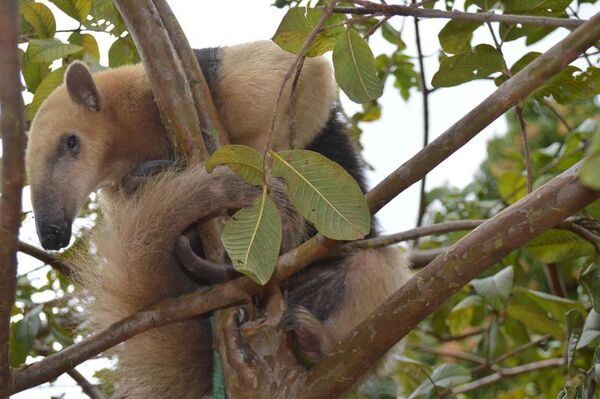 Coronavirus en fauna salvaje moviliza a la comunidad científica brasileña - Mundo - ABC Color