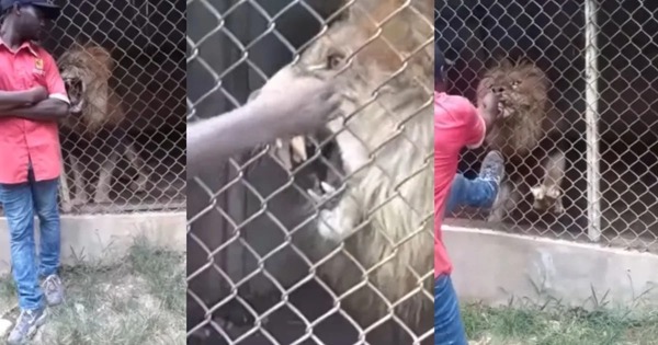 Diario HOY | VIDEO| Cuidador de zoológico provoca a león para impresionar a visitantes y pierde un dedo