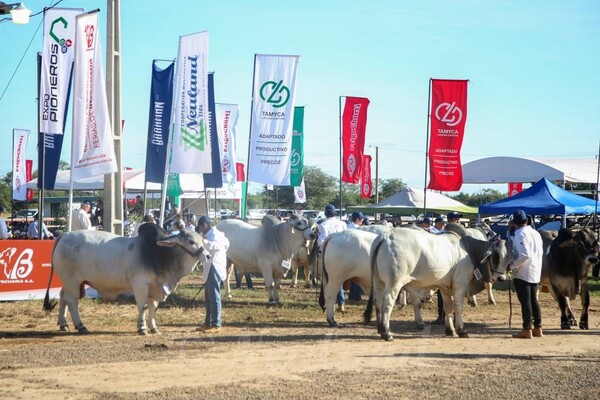Segundo día de juzgamiento de ganados en el Expo Pioneros 2022