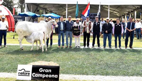 La Expo Nacional Nelore premió a los mejores ejemplares de la raza