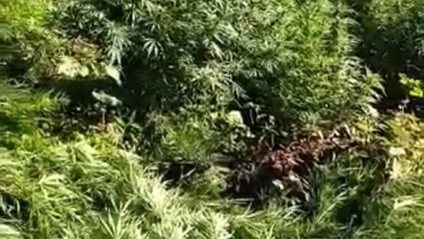 Destruyen plantaciones de marihuana en San Rafael del Paraná