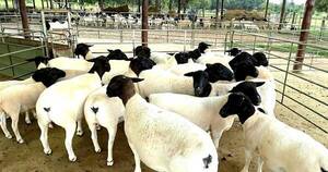 La Nación / Apuntan a seguir desarrollando el sector ovino con miras a la exportación