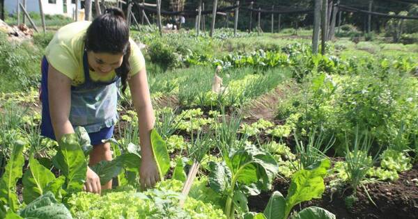 La Nación / Inseguridad alimentaria afectó a casi el 30% de las familias paraguayas, afirman