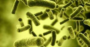 La Nación / Identifican bacterias híper resistentes en la Antártida